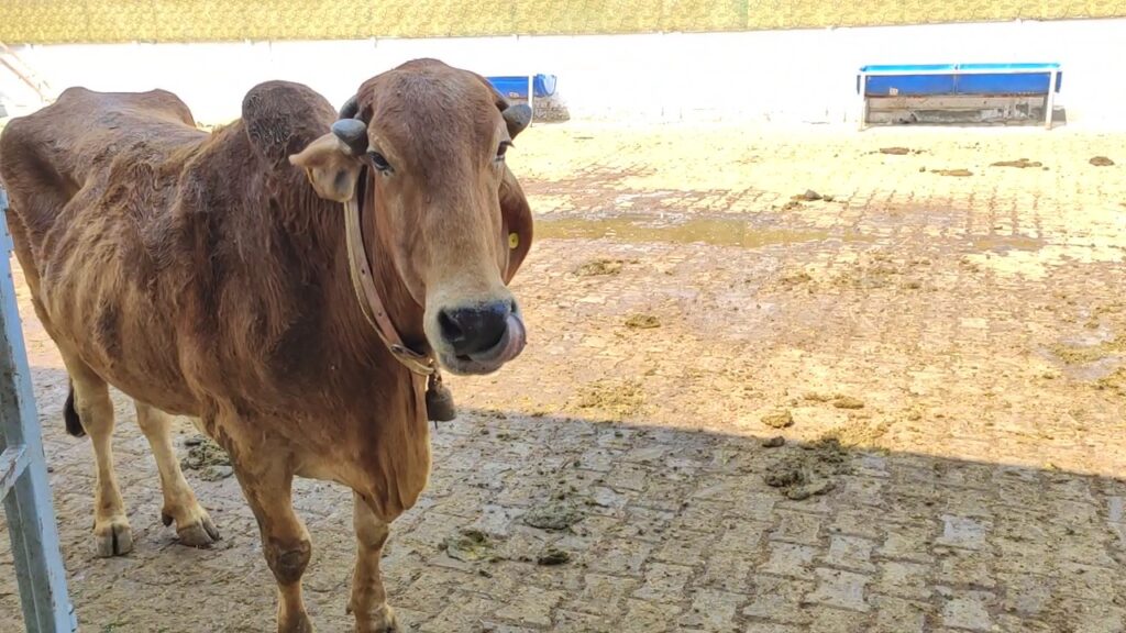 IIM Ahmedabad study proposes new facial recognition tool for stray cows