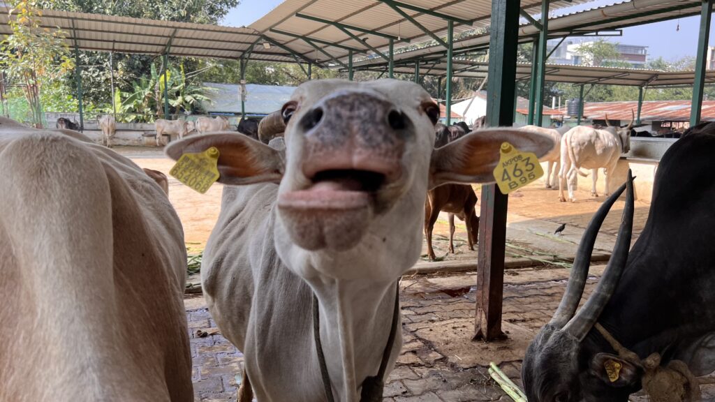 बेसहारा गायों की पहचान कर तैयार किया जाएगा डाटाबेस, गुजरात में लांच हो चुका है एप, उत्तर प्रदेश में भी शुरू करने की योजना