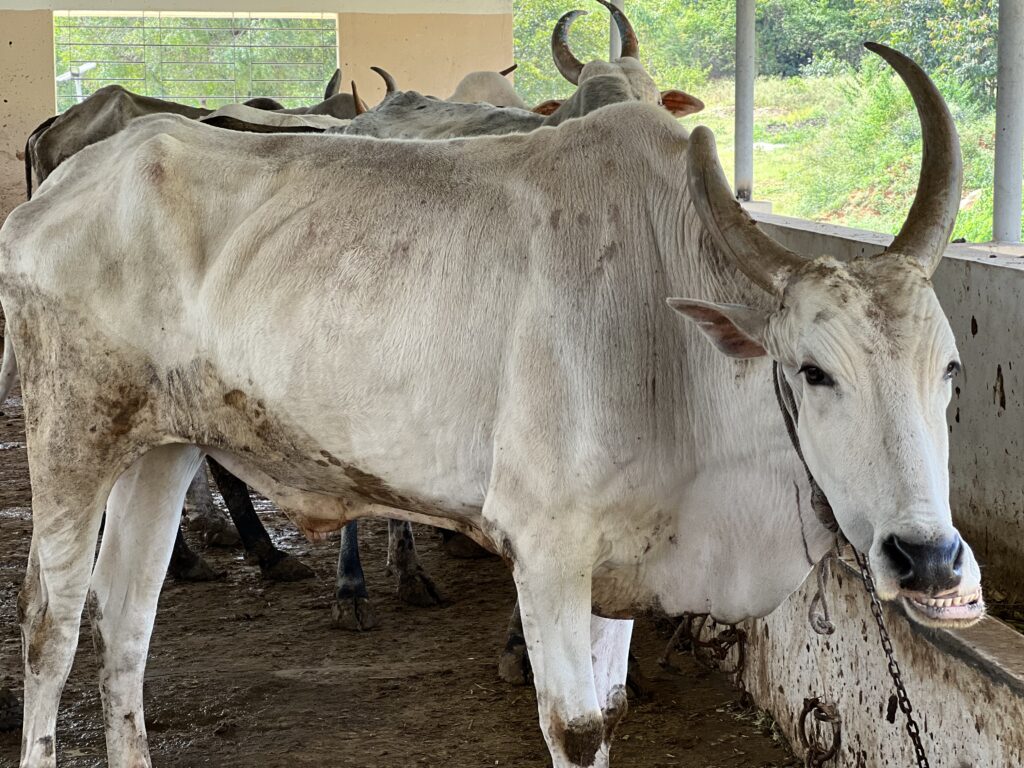 GAU app helps donors track the animal’s care in Lucknow