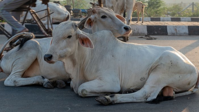 IIM Ahmedabad paper proposes face recognition tool to modernise cow-based economy